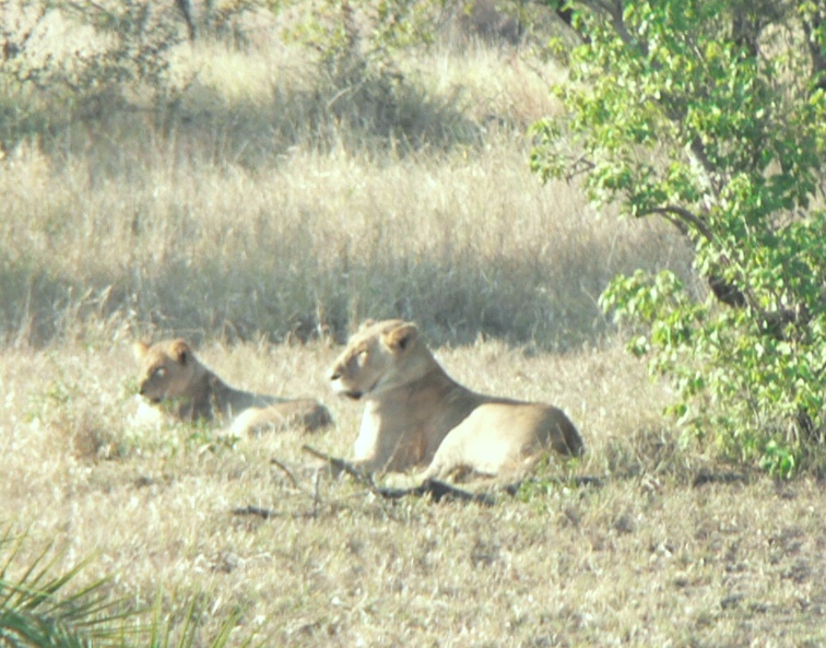 JAR 258_lev.JPG - Lvi jsou vpodstatě líná zvířata, jednou začas uloví nějakého býložravce a pak celý den jen tak leží a odpočívají.